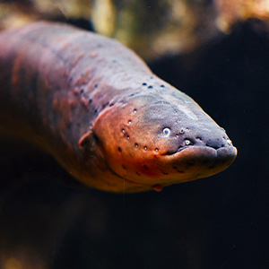 Closeup of the face of an electric eel.