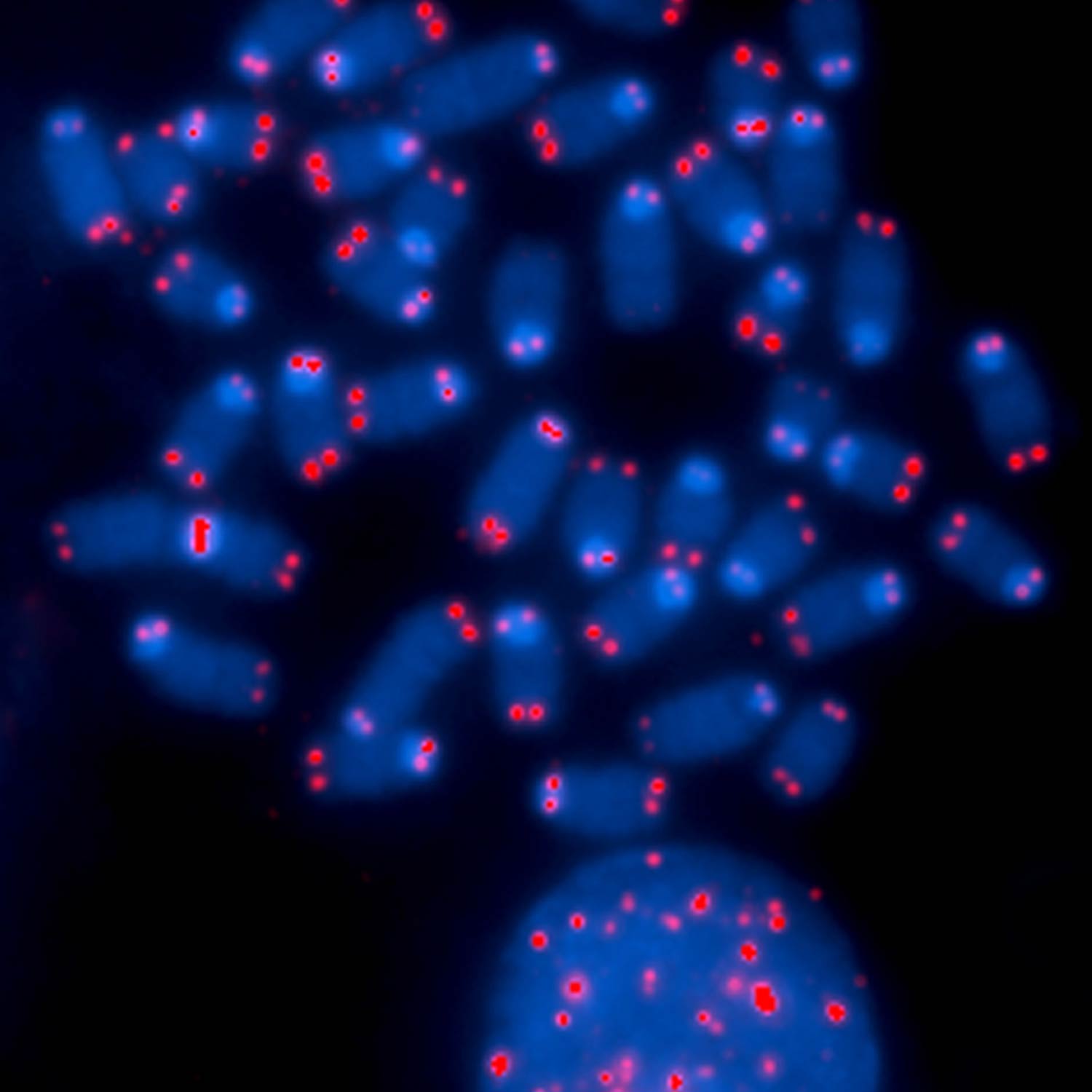 Stained condensed chromosomes against a black background, with red spots indicating the locations of telomeres at their ends.