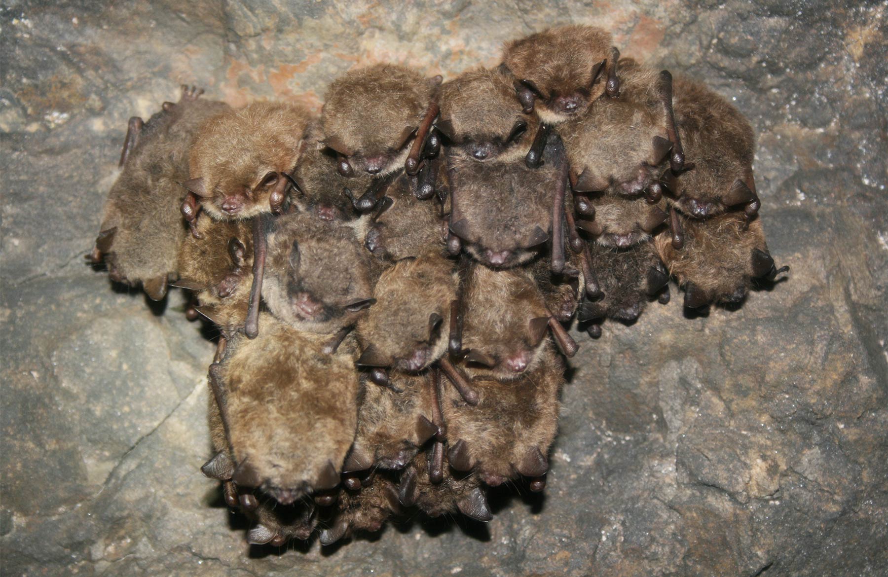 A cluster of hibernating bats hang together from the ceiling of a cave.