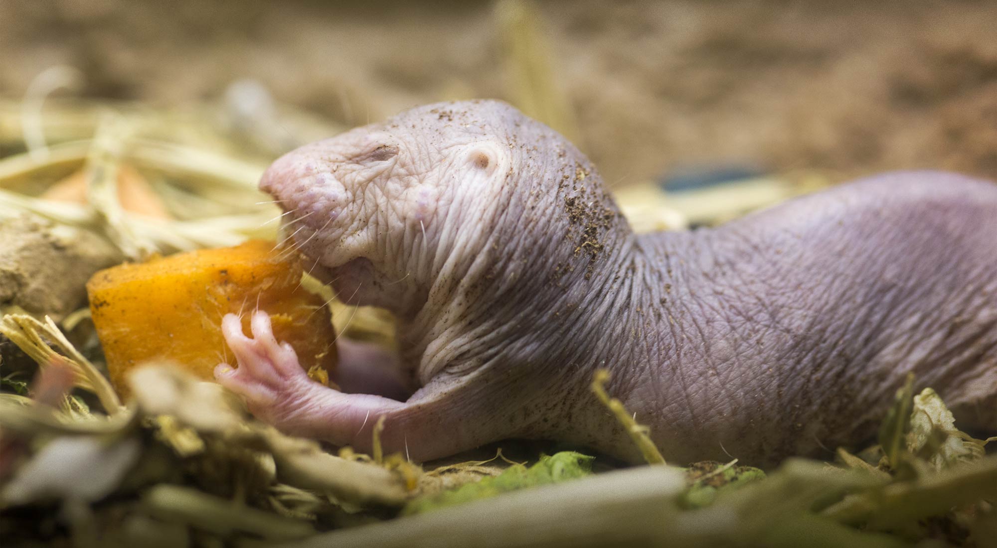 Naked mole rat eating amid the litter of its cage floor.