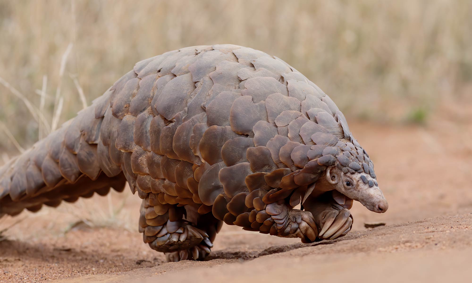 Ground pangolin walking through a reserve in South Africa.