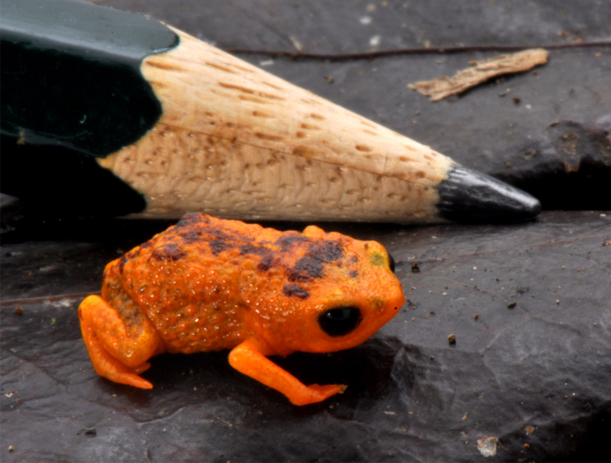 tiny orange toad next to the tip of a pencil for scale