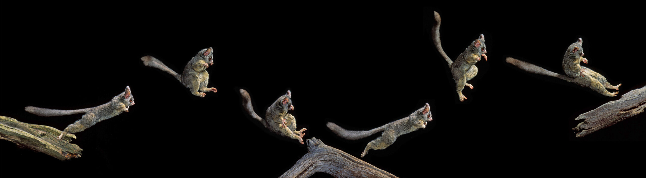 A composite image showing frames of a galago in mid-jump against a black background.