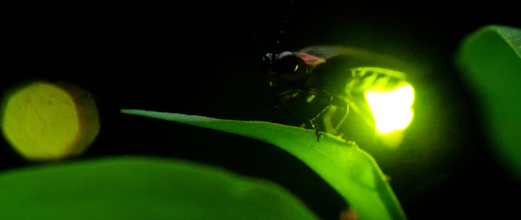 Closeup video of a firefly flashing its abdomen, with other seemingly synchronized flashes in the background.