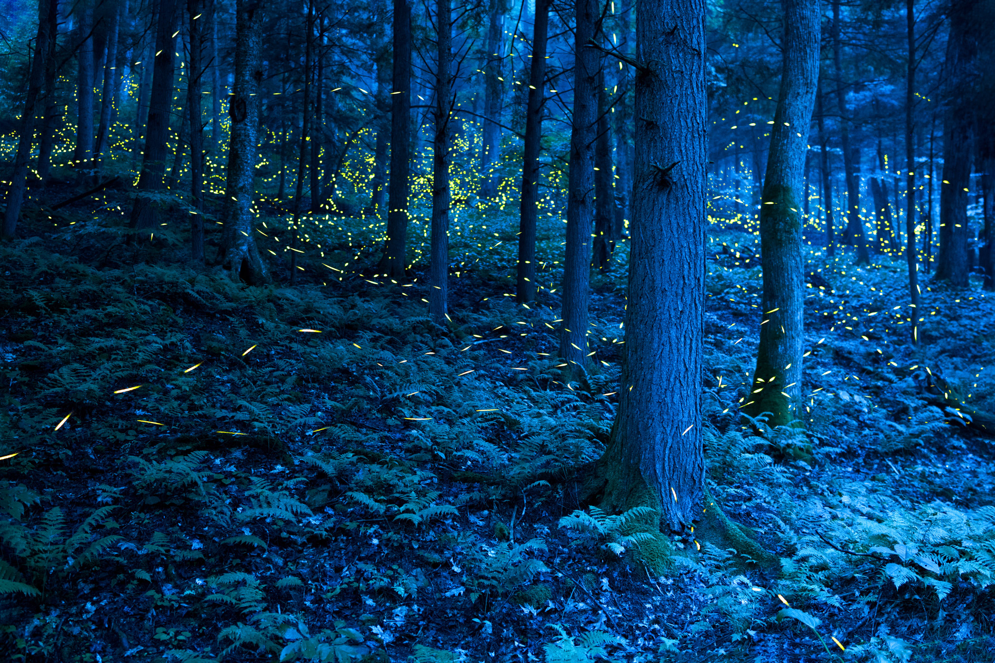 Composite shot photography of fireflies moving through a forest at night, their synchronized flashes appearing as streaks.