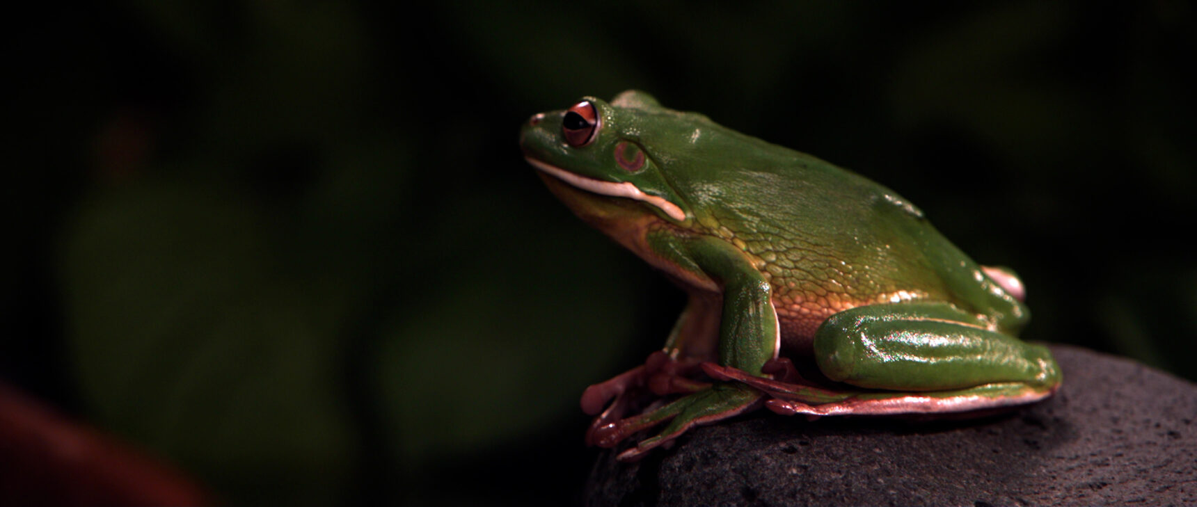 A frog leaps out of the frame of the video.