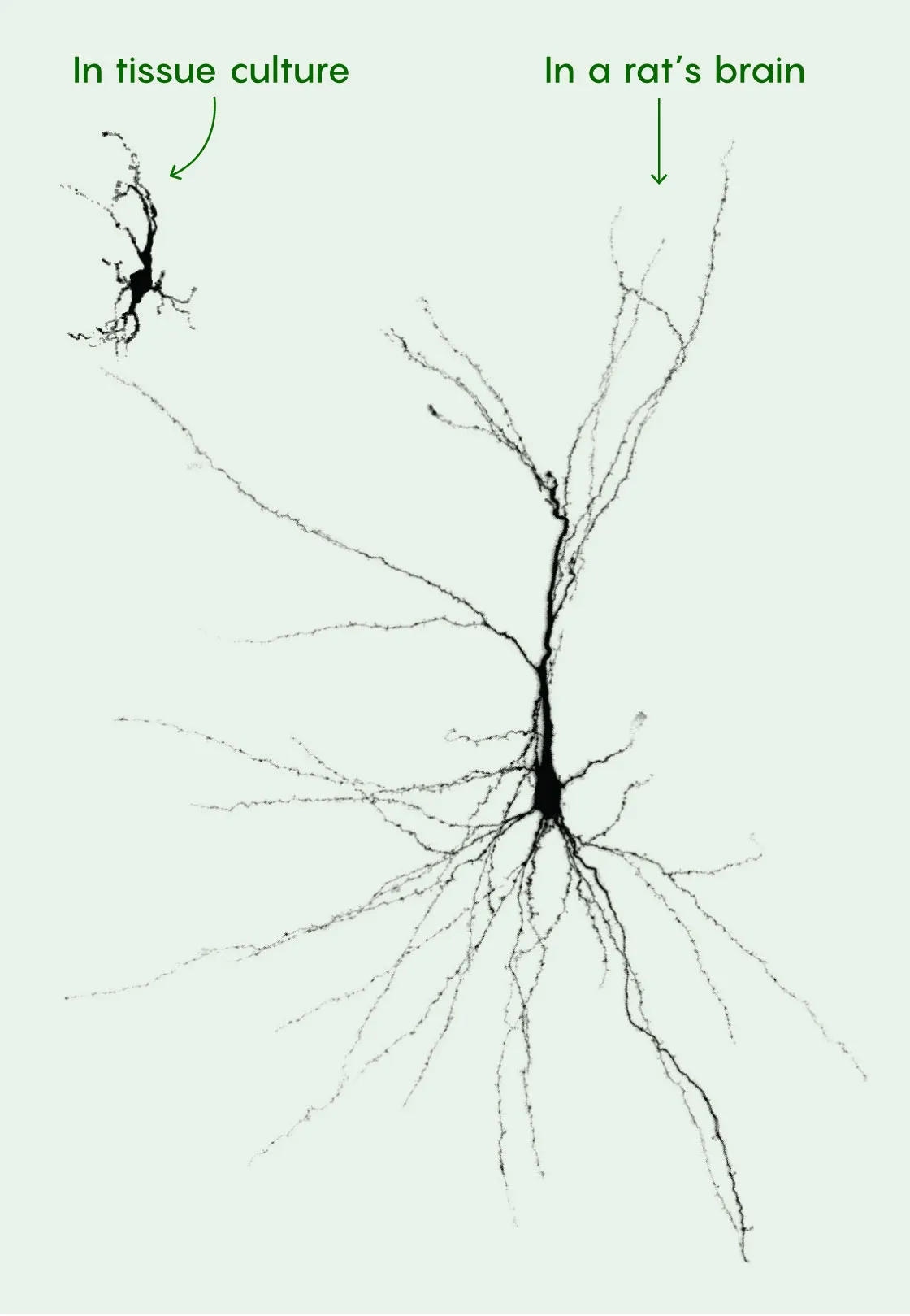 Two neurons, one much bigger than the other, rendered in black against a white background.