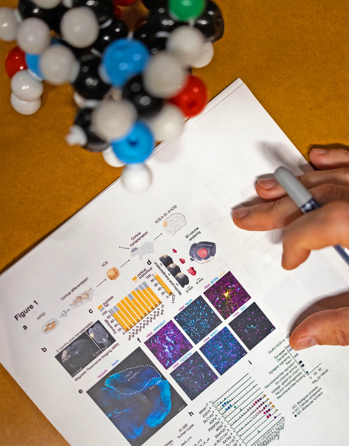 A page from a journal paper galley beside a model of a molecule .