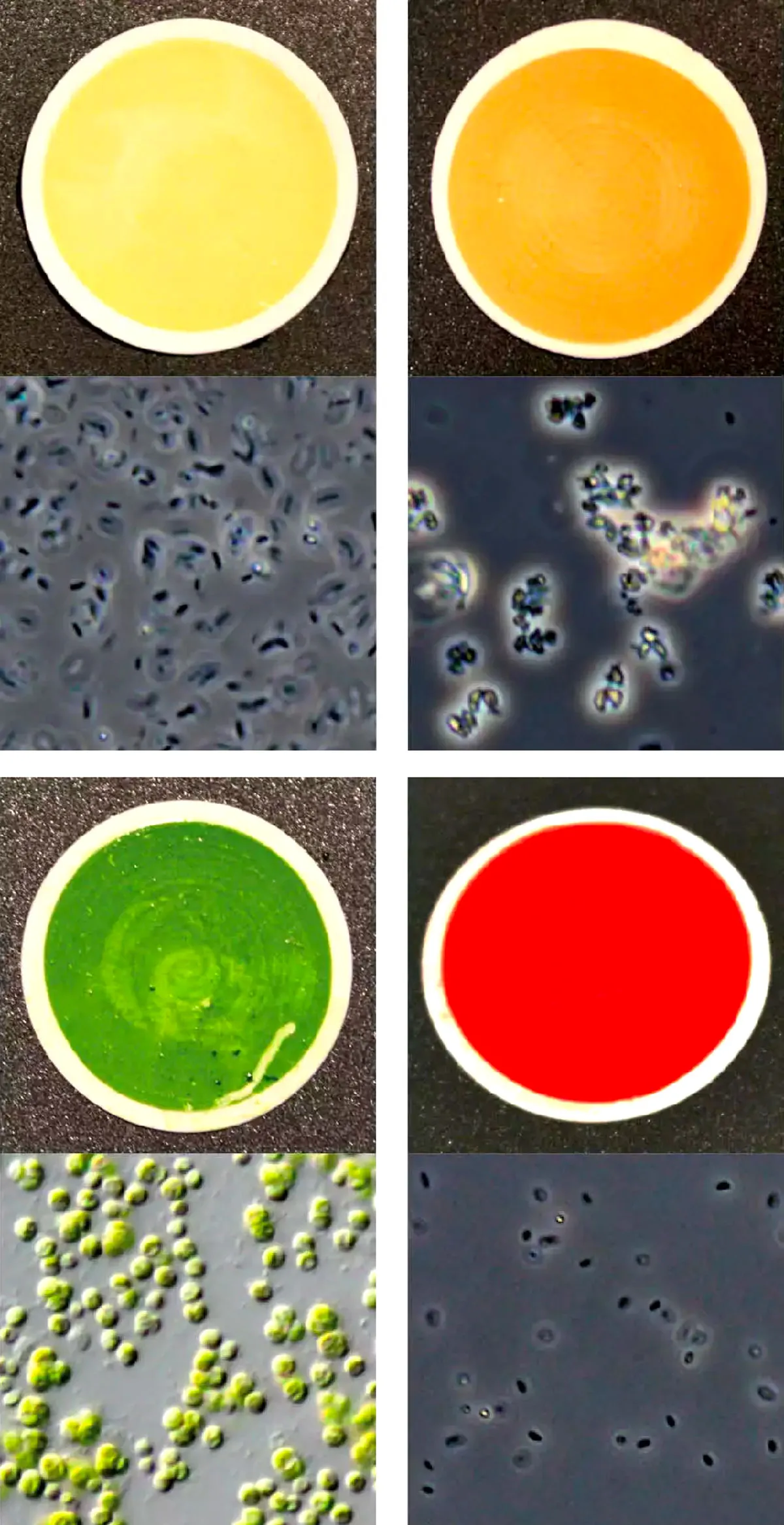 Four photos of petri dishes containing yellow, orange, green and red substances, respectively; micrograph images of the substances are shown below.