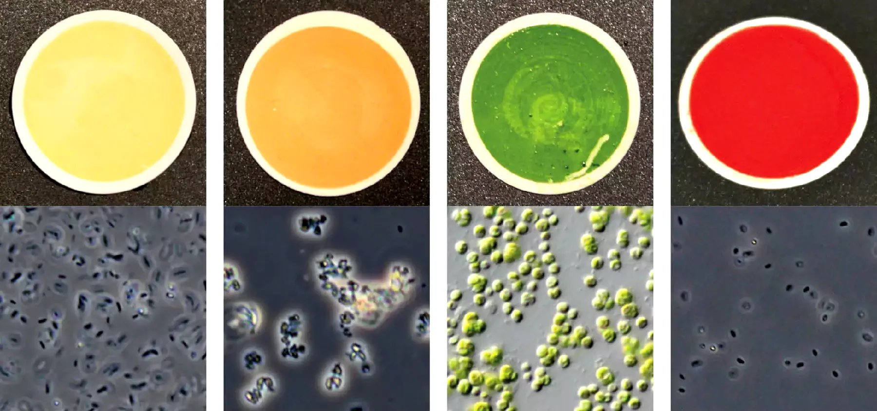 Four photos of petri dishes containing yellow, orange, green and red substances, respectively; micrograph images of the substances are shown below.