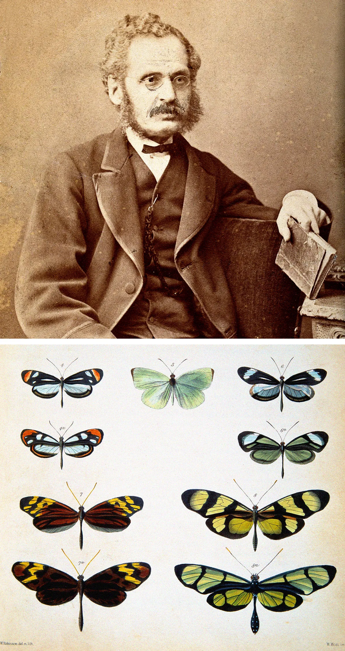 Old color plate illustration of nine butterfly specimens collected by Henry Walter Bates, also pictured in a sepia-toned photograph of a bearded man with a suit, a mustache, oval glasses, and holding a book.