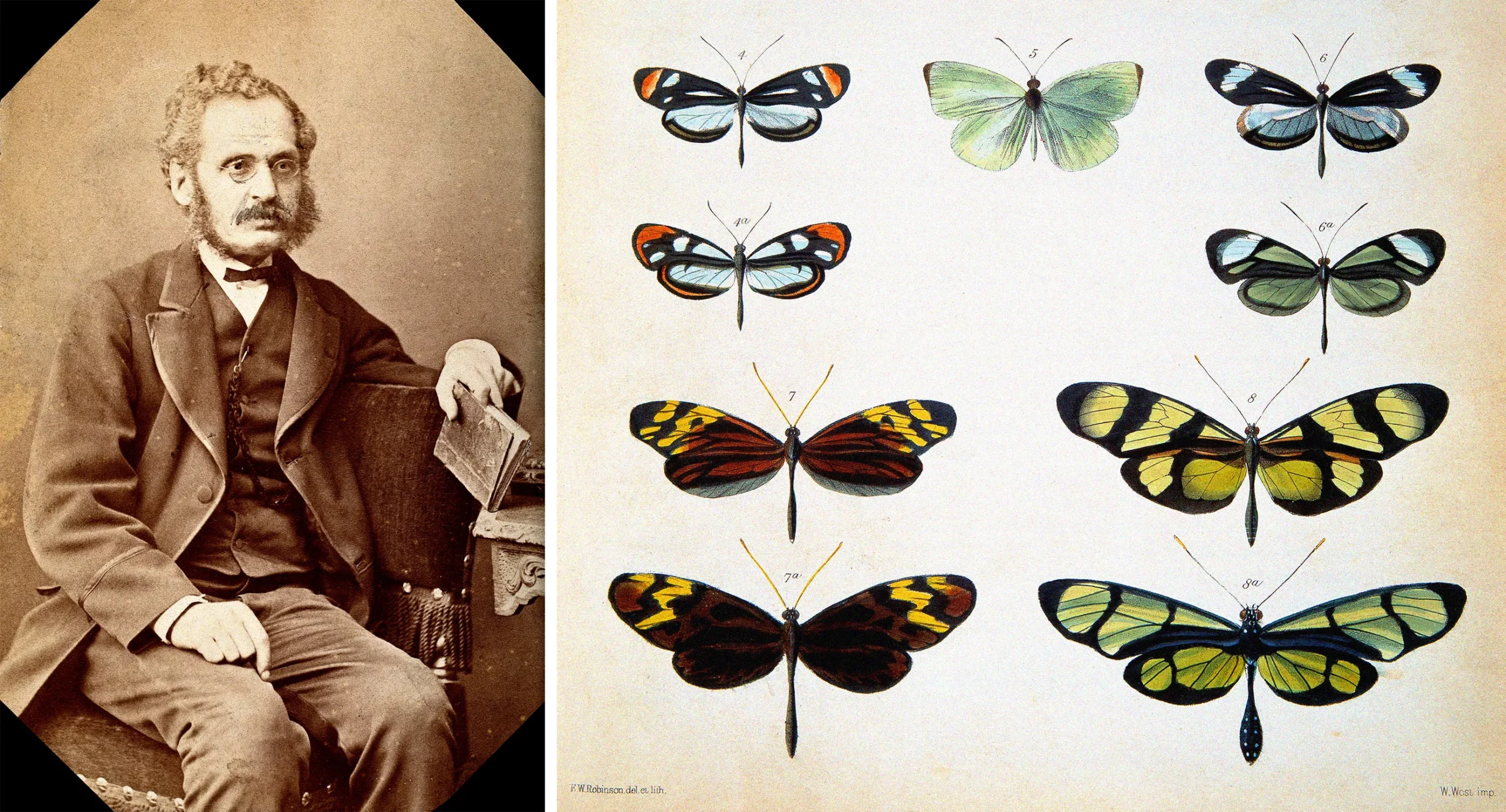 Old color plate illustration of nine butterfly specimens collected by Henry Walter Bates, also pictured in a sepia-toned photograph of a bearded man with a suit, a mustache, oval glasses, and holding a book.