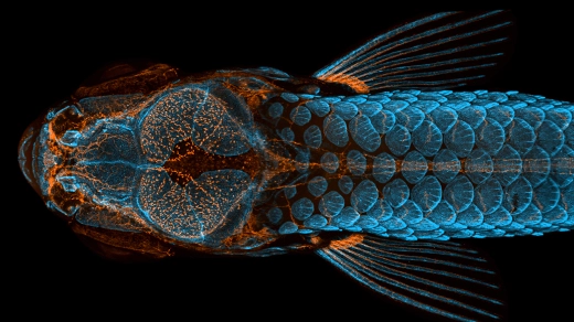 A detailed scan of a zebra fish as seen from above.