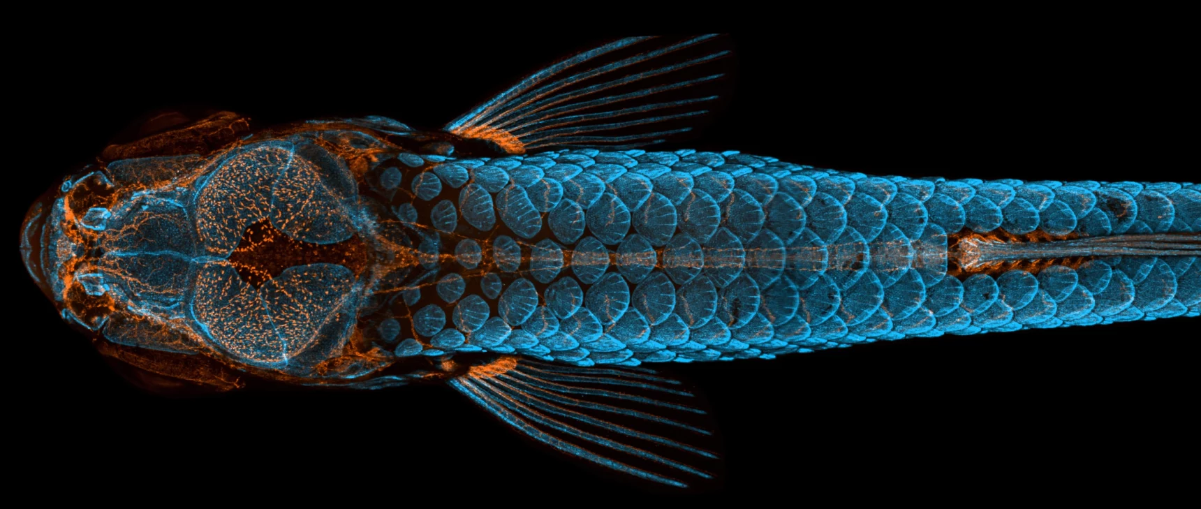 A detailed scan of a zebra fish as seen from above.