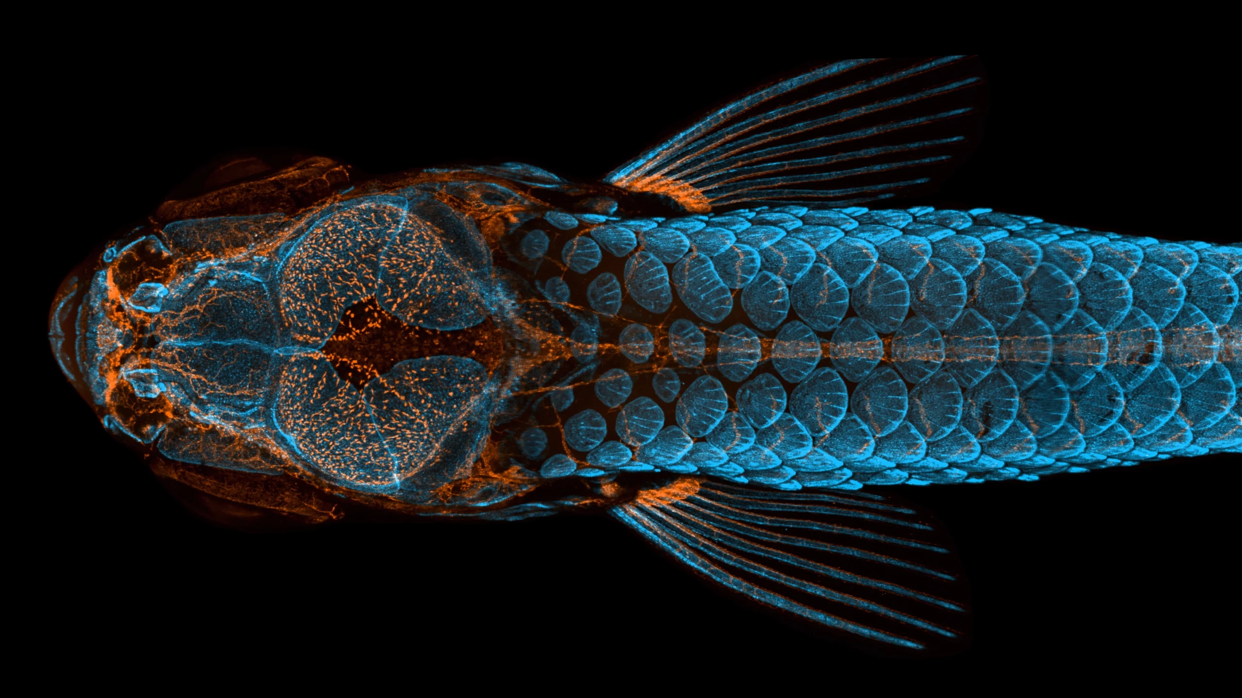 A detailed scan of a zebra fish as seen from above.