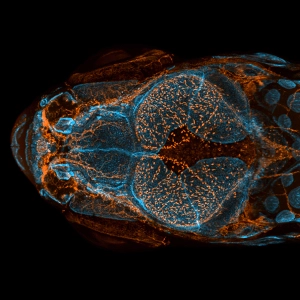 A detailed scan of a zebra fish as seen from above.