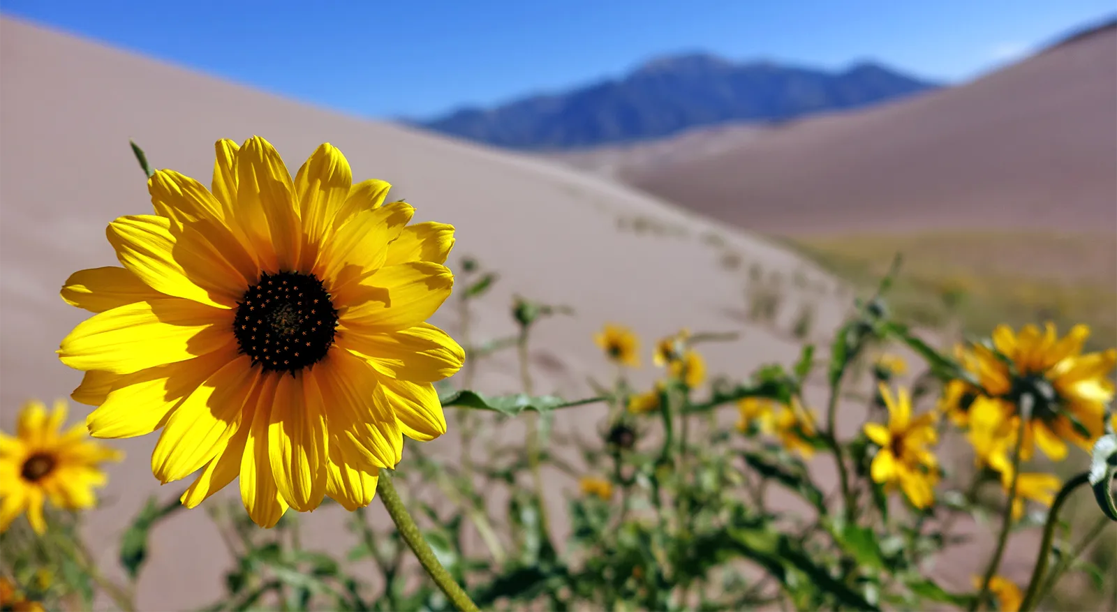 Close-up of sunflower.