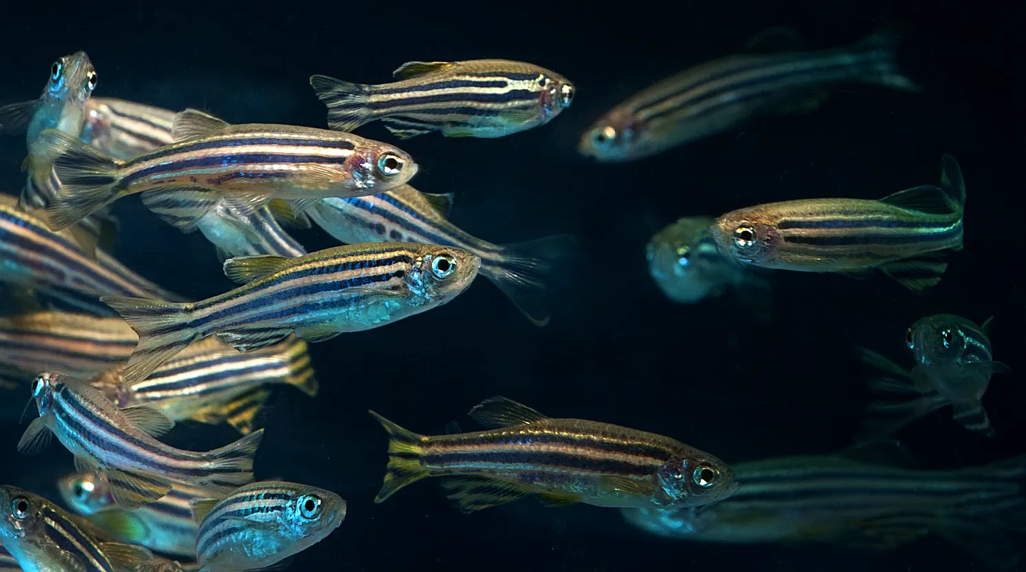 A group of zebra fish swimming close together.