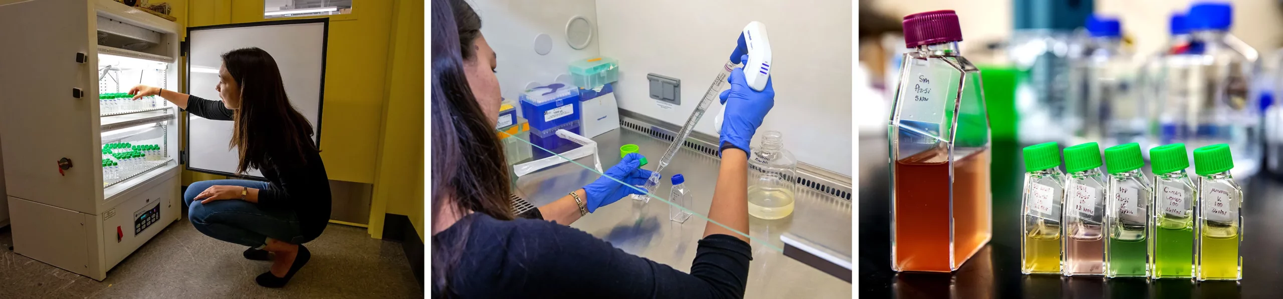 Three photos: Moeller crouching by an incubator holding culture flasks; Moeller pipetting into a sample flask; culture flasks cloudy with cells on a lab bench.