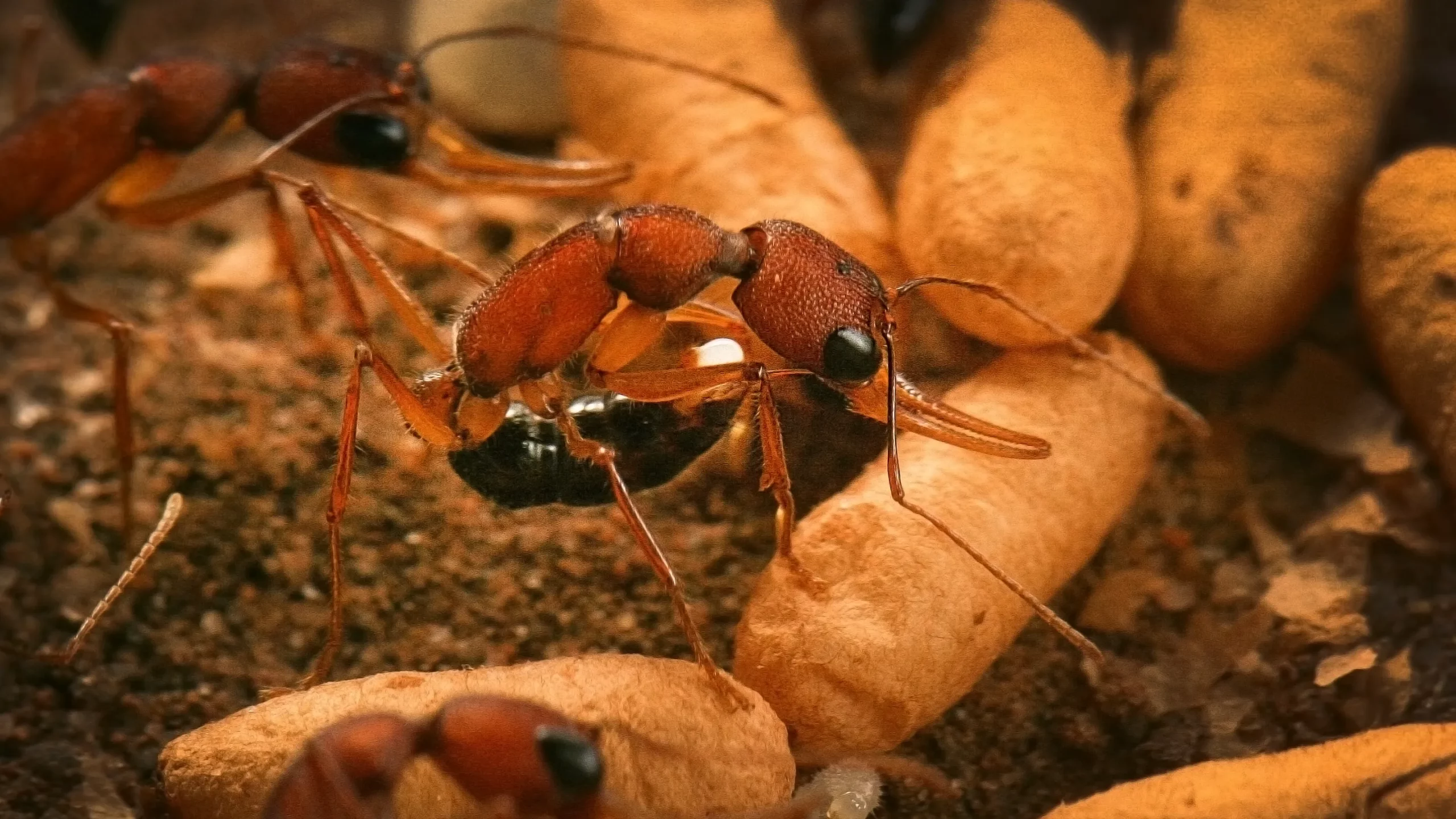 An ant laying an egg in a nest, surrounded by worker ants and the pupae of immature ants.