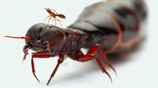 An African army ant queen and worker against a white background, emphasizing the huge difference in their sizes