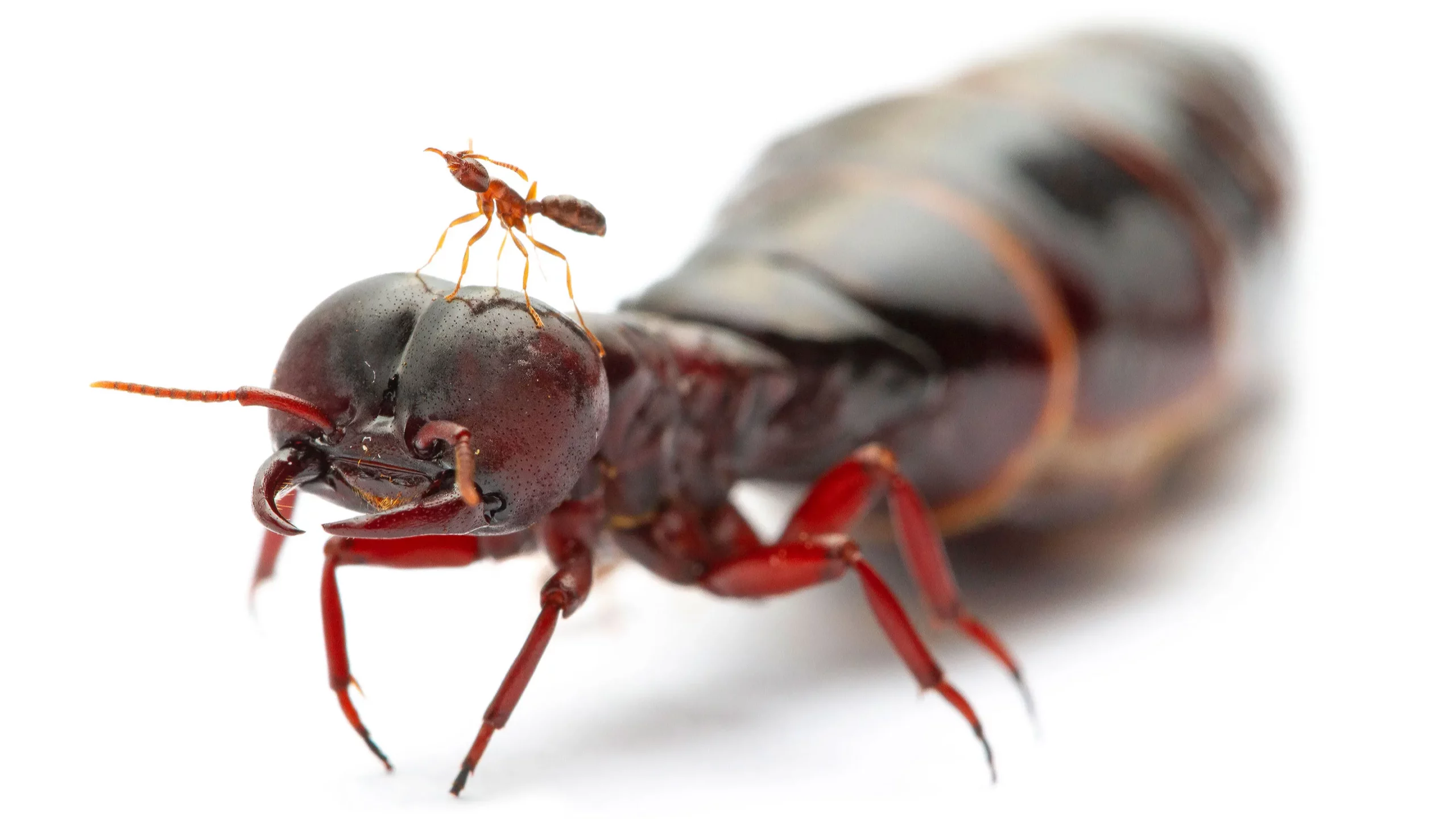 An African army ant queen and worker against a white background, emphasizing the huge difference in their sizes