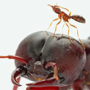 Ants Live 10 Times Longer by Altering Their Insulin Responses - podcast episode cover