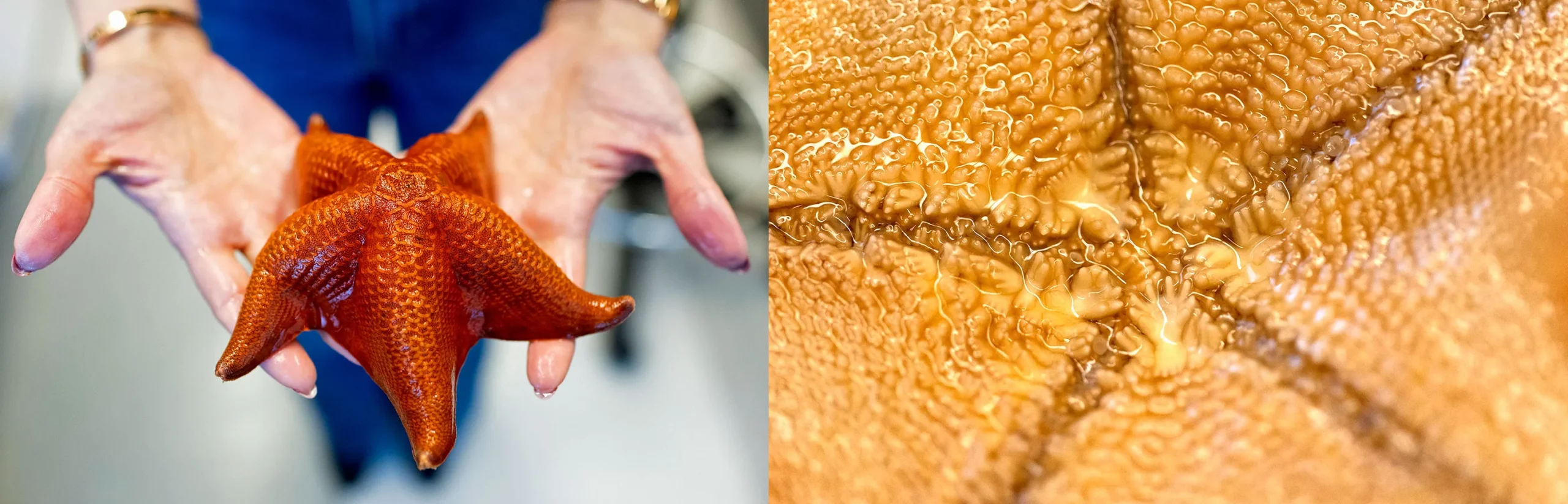 The top and underside of a starfish.