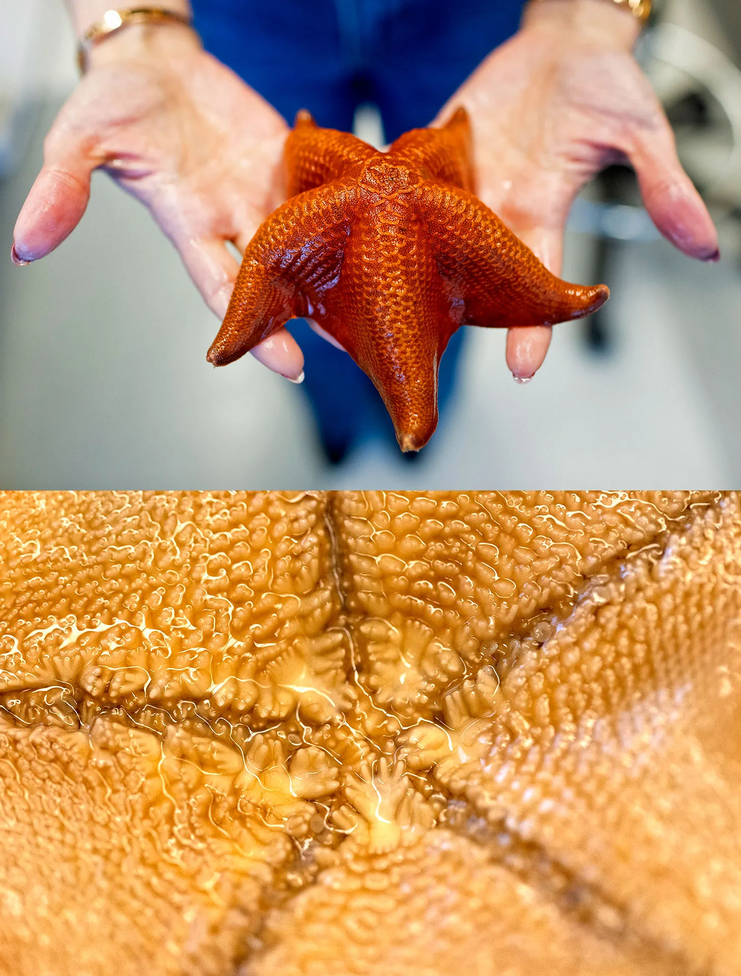 The top and underside of a starfish.