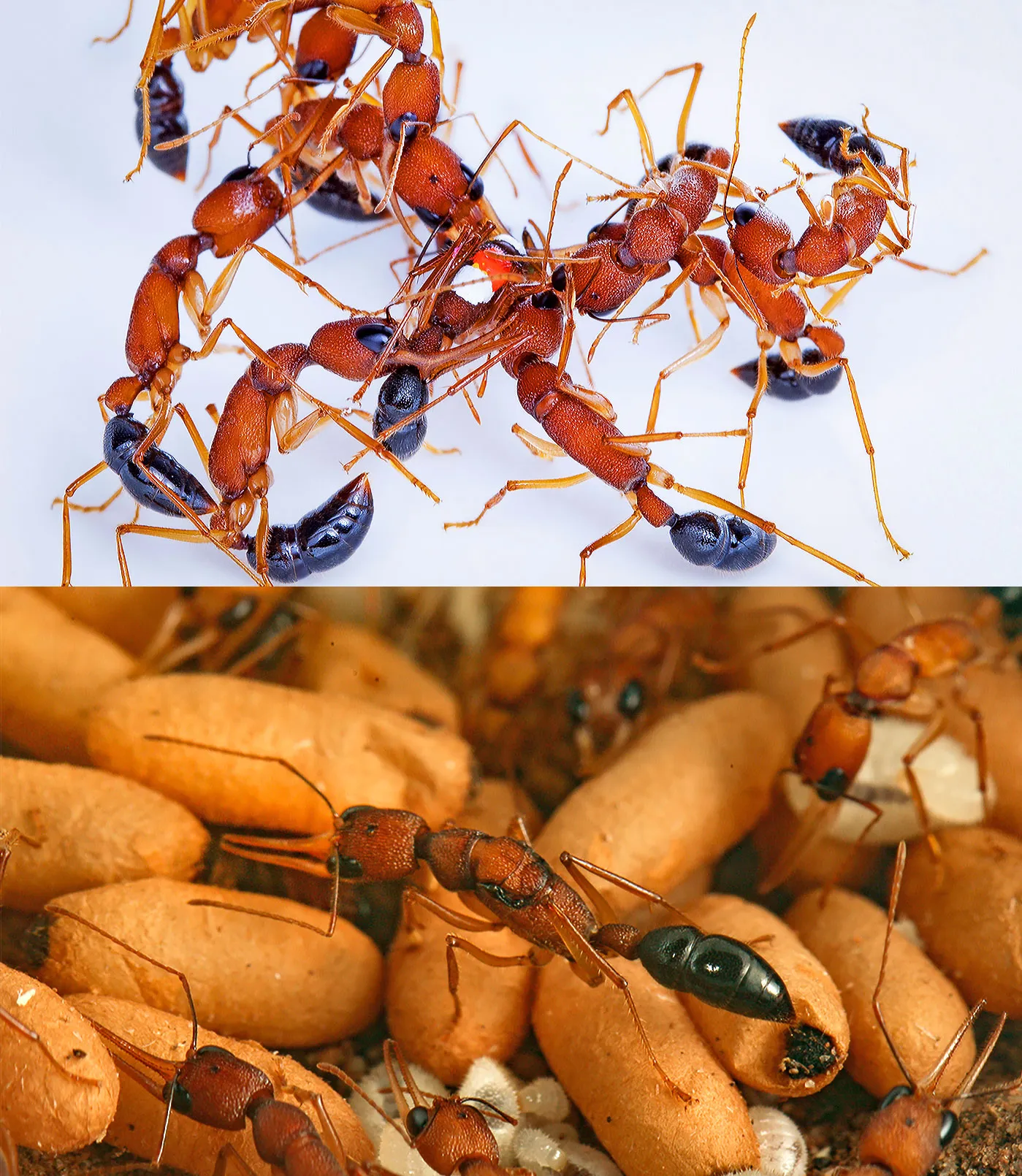 Two photos — An ant queen in a nest, surrounded by workers, pupae and eggs. On a white surface, several workers hold a gamergate marked with a white spot.