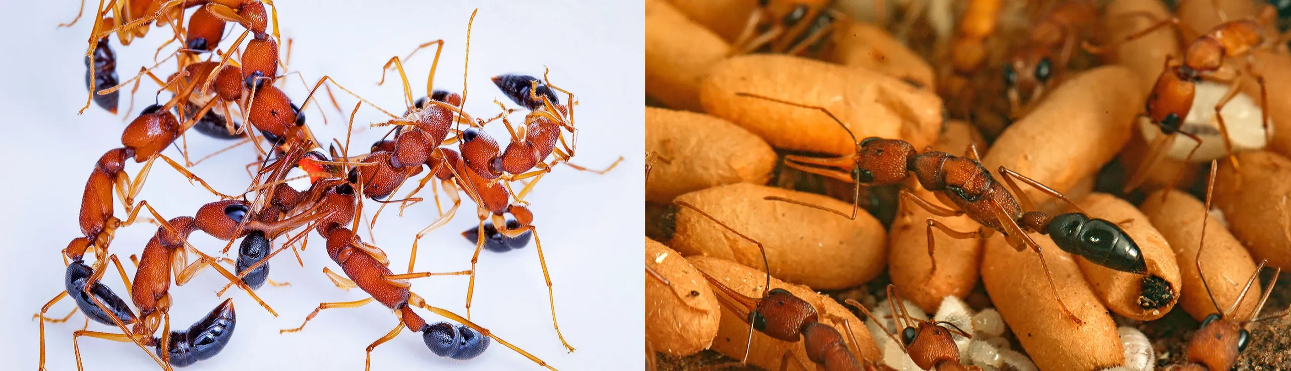 Two photos — An ant queen in a nest, surrounded by workers, pupae and eggs. On a white surface, several workers hold a gamergate marked with a white spot.