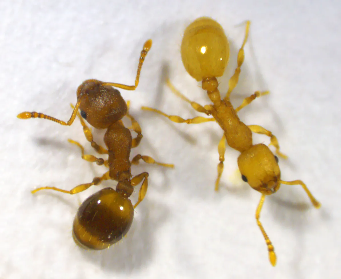 : Two worker ants standing on a white surface. One is brown and the other is yellow.