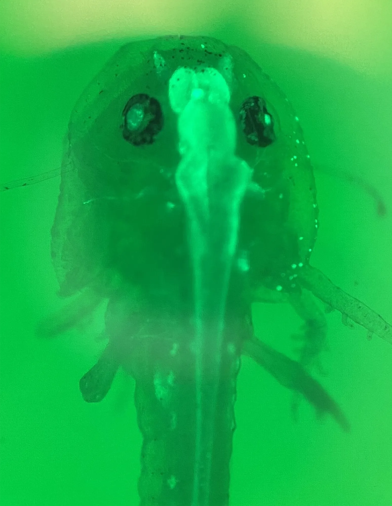 A translucent green image of a salamander larva showing the brain structures in its head.