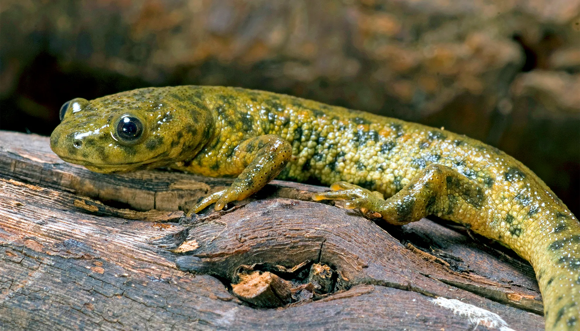 A sharp-ribbed newt on the ground.