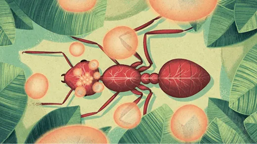 bird's eye view of an illustrated red ant against a leafy background with golden fungal spores coming up out of its brain