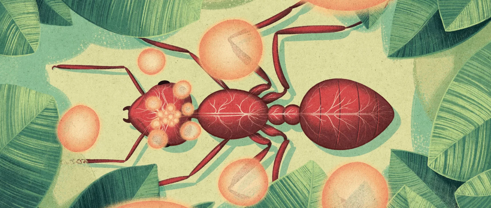 bird's eye view of an illustrated red ant against a leafy background with golden fungal spores coming up out of its brain