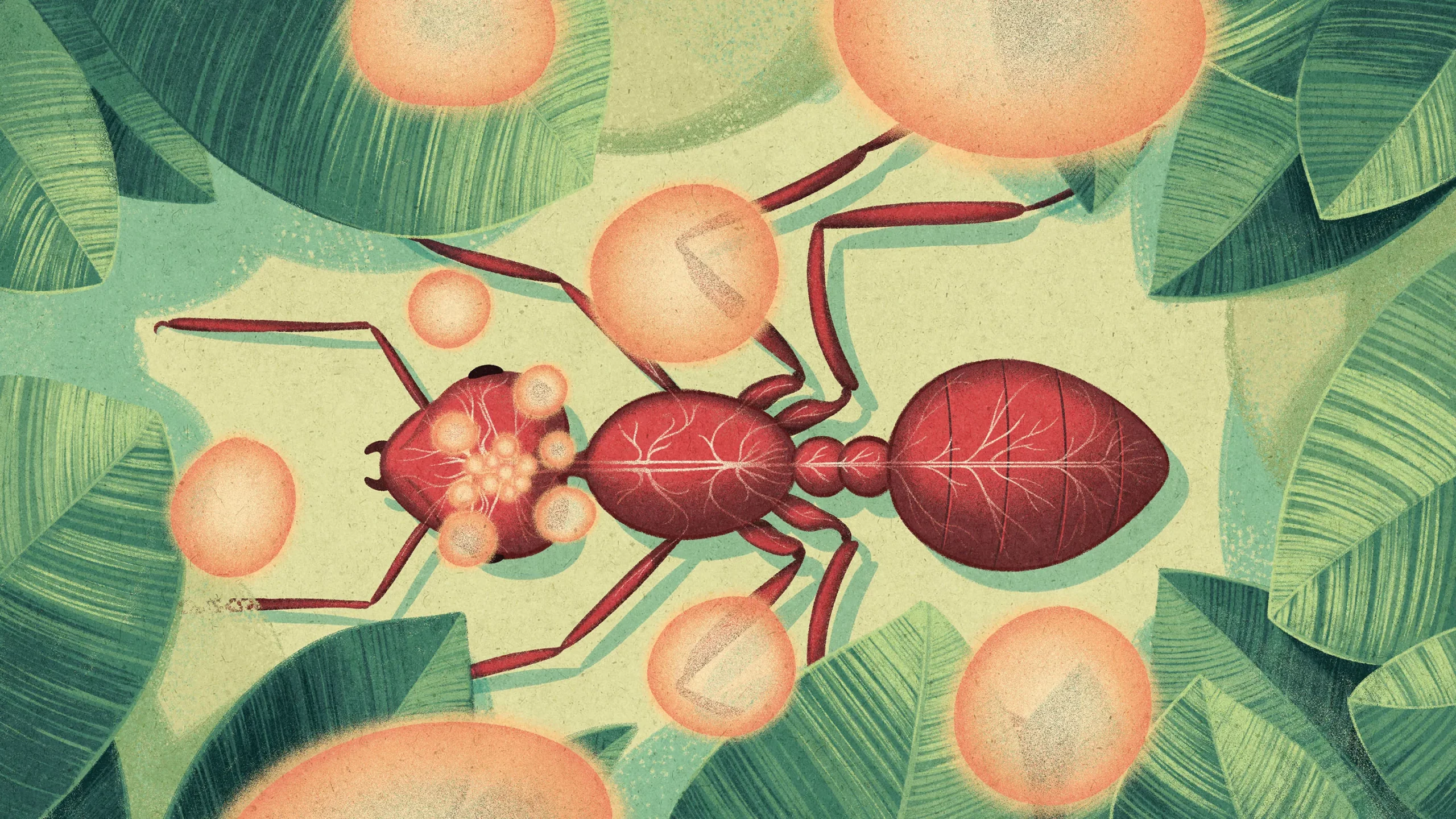 bird's eye view of an illustrated red ant against a leafy background with golden fungal spores coming up out of its brain