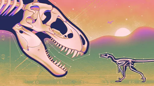 Artist’s conception of a large carnivorous dinosaur skull and the skeleton of a much smaller theropod staring at each other.