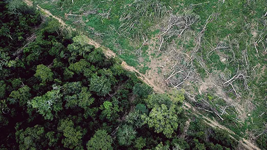 Aerial view of forest at the edge of clear-cut land. The vegetation growing back in the clearing is not forest.