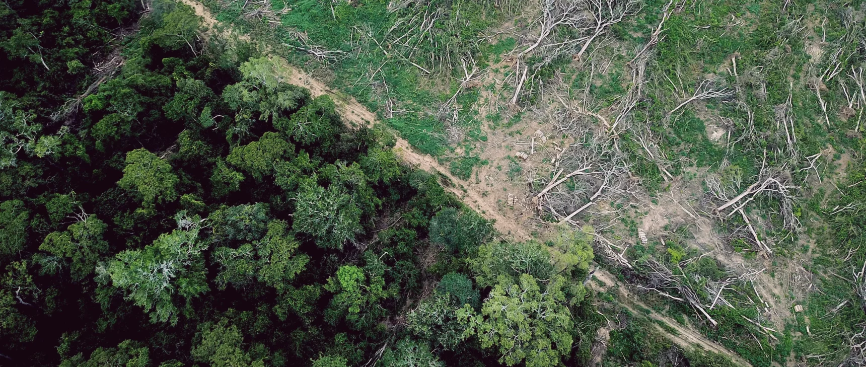 Aerial view of forest at the edge of clear-cut land. The vegetation growing back in the clearing is not forest.