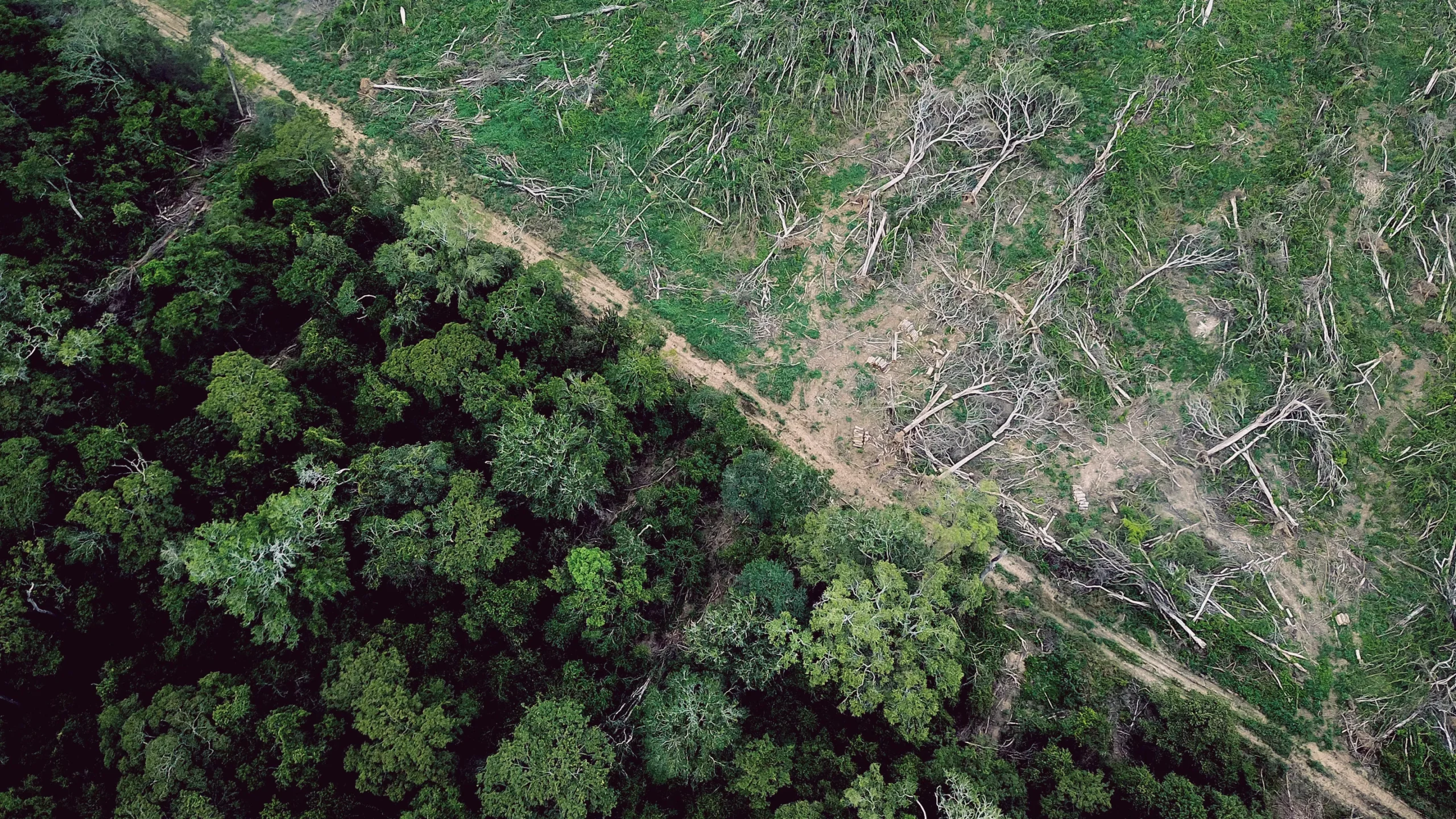 Aerial view of forest at the edge of clear-cut land. The vegetation growing back in the clearing is not forest.