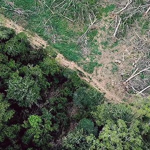 Aerial view of forest at the edge of clear-cut land. The vegetation growing back in the clearing is not forest.