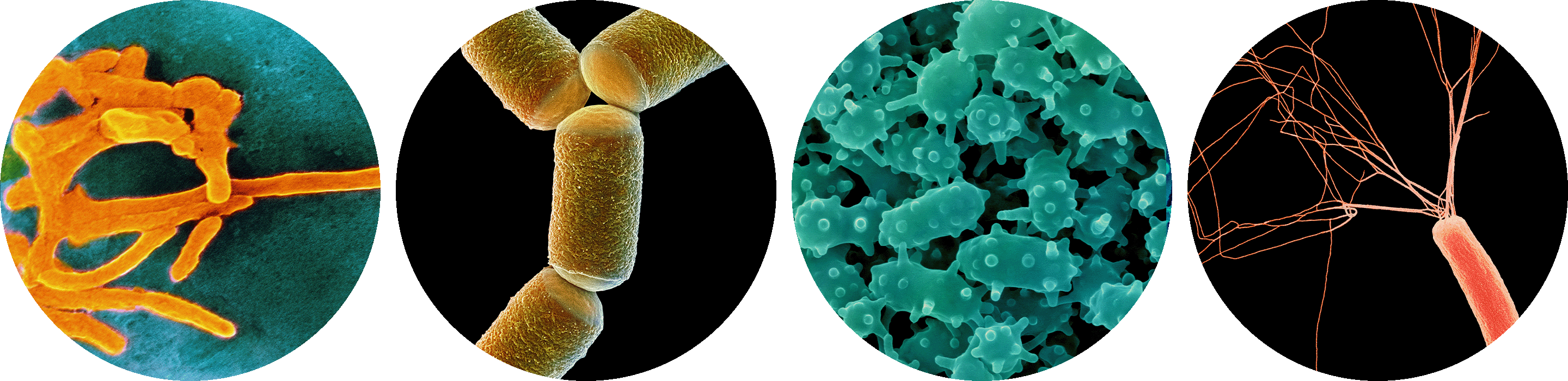 Scanning electron micrographs of organisms sampled from the human gut microbiome.