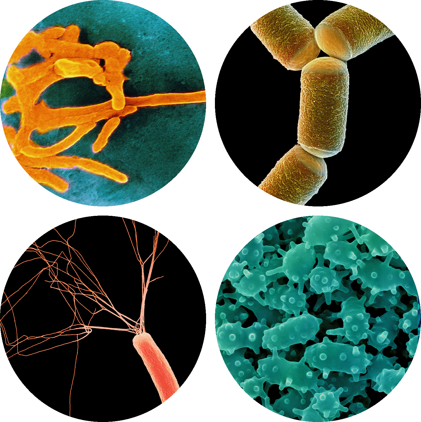 A grid of microorganisms that grow in the human gut.