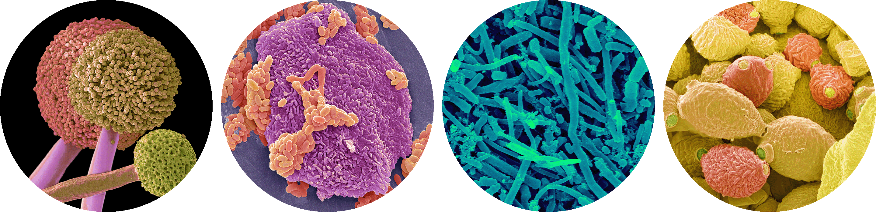 Scanning electron micrographs of organisms sampled from the human oral cavity microbiome.