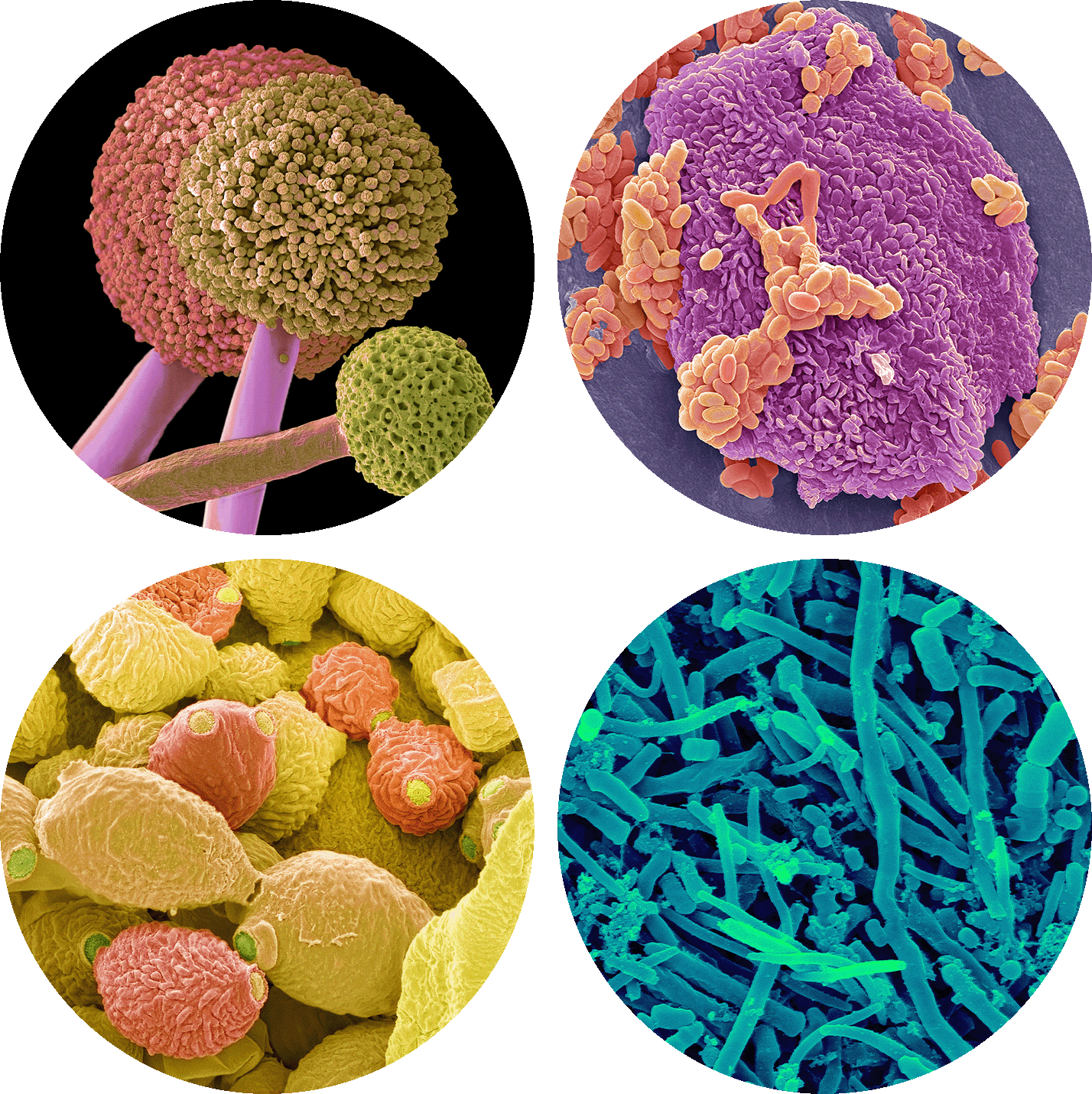 A grid of microorganisms that grow in the human mouth, nose and throat.