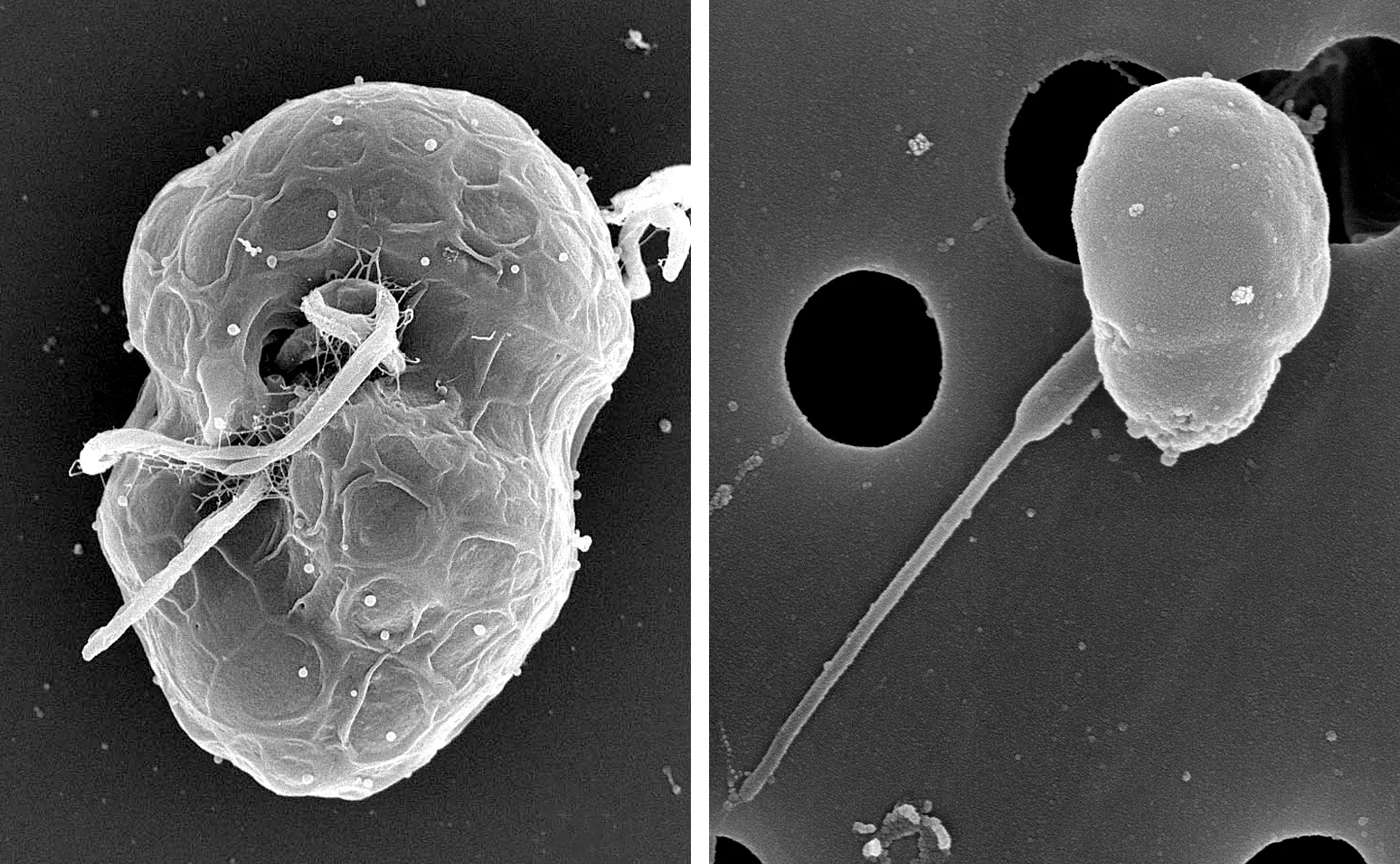 Micrographs of Polarella and Micromonas.