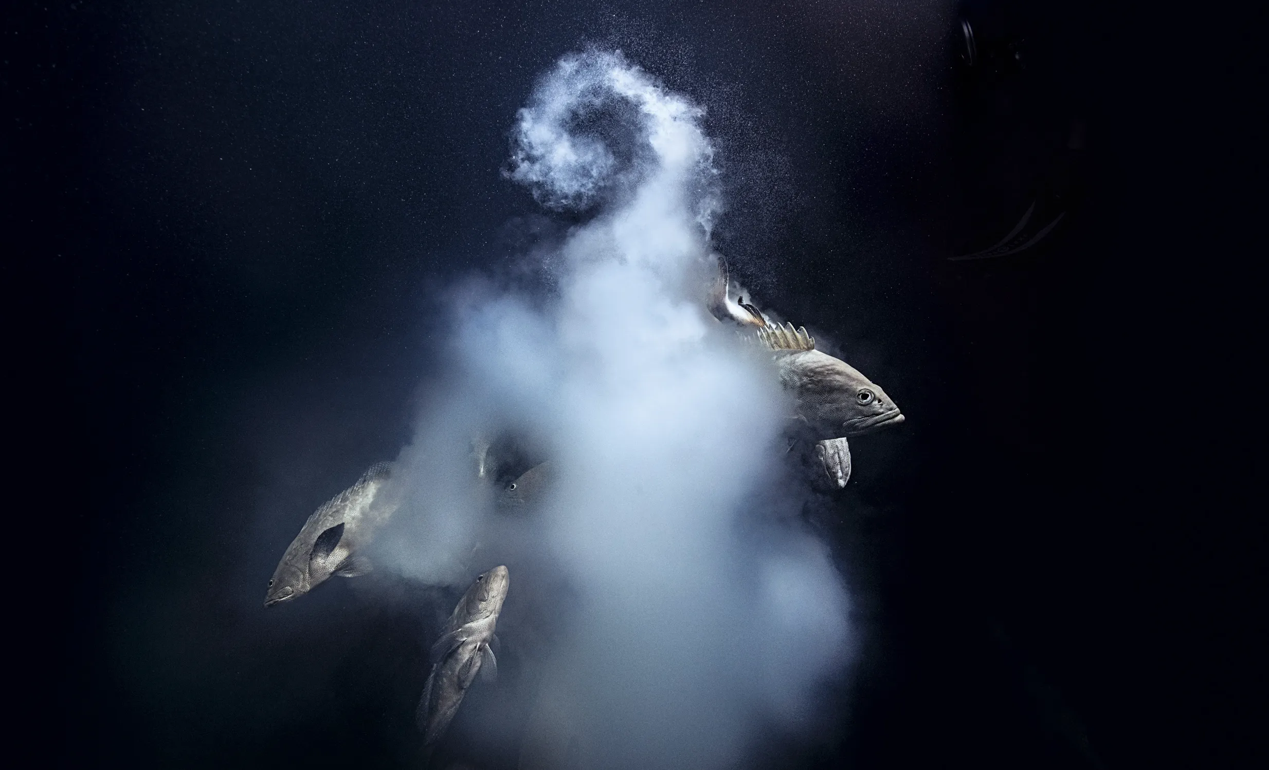 Photo of the cloud of sperm surrounding fish that are mating.