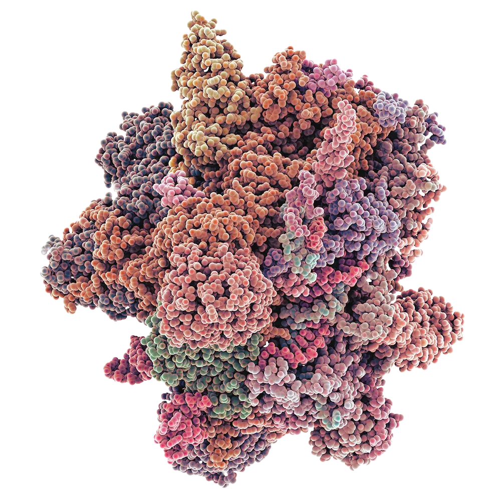 A 3D model of a spliceosome.