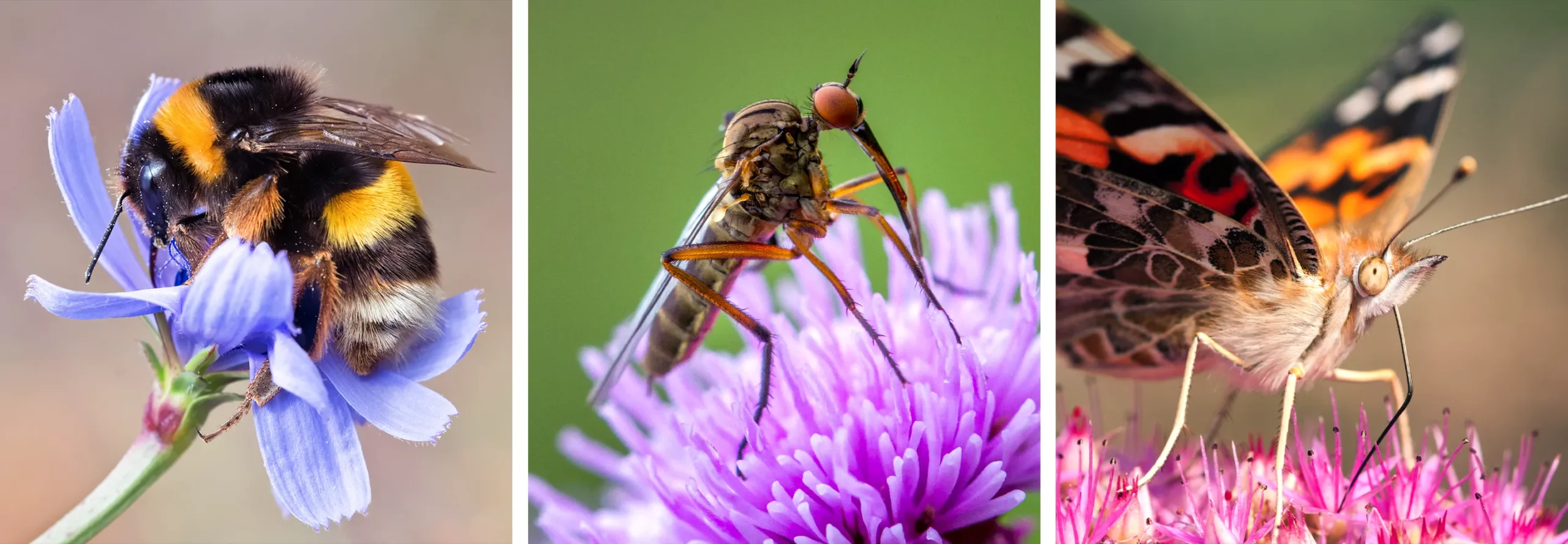 A bumblebee on a blue wild flower, a dance fly on a violet wild flower in the U.K., and a moth on a pink wild flower.